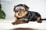 minature yorkie puppys