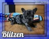 Blitzen Male Frenchton