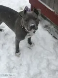American Bully