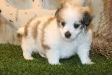Rumba - Male - Havanese - pups