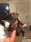 American bully puppies ready to joinur fam for Christmas
