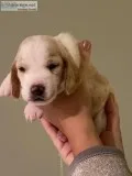 Basset Hound Puppies