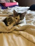 Kitten