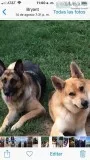Puppy German shepherd