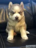 Siberian Huskies