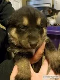 Gerberian Shepskys