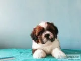 2 Adored shih tzu puppy