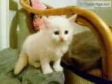 Ragdoll doll kittens for sale