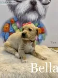 LabPoodles For sale READY BEFORE CHRISTMAS