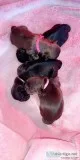 Shih tzu (liver) Puppies for sale