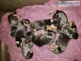 Doberman pinscher puppys