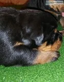 Rottweiler puppies- AKC