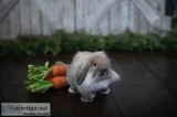 Sweet Holland Lob