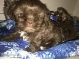 Cute Chocolate Female Shih Tzu Puppy Available