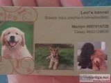 Levis kennel
