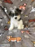 Male Yorkie Puppy