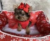 Sweet Yorkie puppies