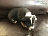 OLDE ENGLISH BULLDOGGE MALE PUPPY - BLACK TRINDLE - PENDING