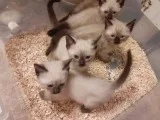 Siamese kittens for Rehoming 400