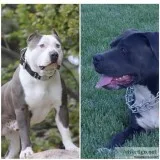 XXL AMERICAN BULLY
