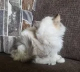 Gorgeous purebred ragdoll kitten LAST ONE
