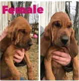 Registered Bloodhound Puppies