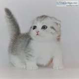 Scottishfold up for sale