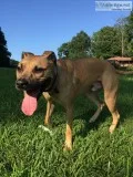 5 year old Staffordshire Terrier - Max