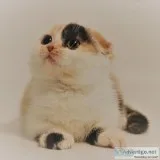 Wonderful little Scottishfold Available for sale