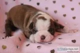 CKC Boston Terrier Puppies 