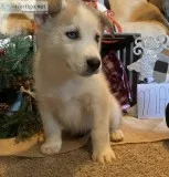 Siberian Husky Pups