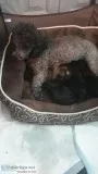 Adorable Yorkie-poos puppies