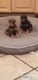 Akc doberman Pinscher puppies