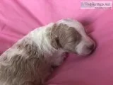 Goldendoodle puppies