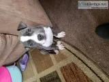 Pitbull puppy