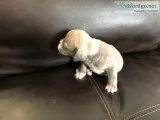 OLDE ENGLISH BULLDOGGE FEMALE PUPPY - BLUE BRINDLE AND WHITE