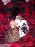Havanesemorkie puppies for sales