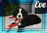 Eve Female Bernedoodle