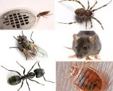 Pest Control Bayswater