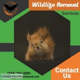 Wildlife Removal Services