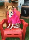 Italian Greyhound Female Pure 4 years old