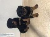 Pure Bred Rottweiler Puppies