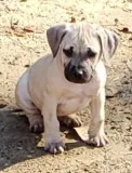 Black Mouth Cur puppies