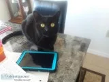friendly house cat looking for new home