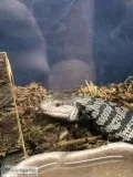 Halmahera Blue Tongue Skink