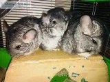Adorable Baby Chinchillas