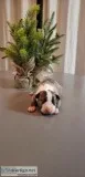 Akc Bullterriers
