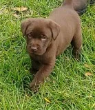 ffy Chocolate Labradore Retriever Pups