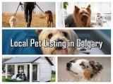 Find Reliable Services by Exploring Local Pet Listing in Calgary