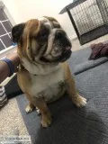 English Bulldog